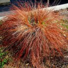 110 seeds weeping bronze sedge ornamental grass  #ABG12