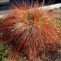 110 seeds weeping bronze sedge ornamental grass  #ABG12