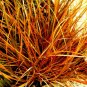 110 seeds weeping bronze sedge ornamental grass  #ABG12