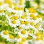 500 seeds german chamomile pretty white flowers,great for gardening  #ABG12