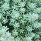 200 seeds sedum ruspestre blue spruce grey blue leaves, #ABG12