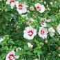 rose of sharon white eith red center hibiscus,100 seeds #ABG12