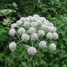Water hemlock  poison hemlock, 100 seeds   FREESHIPPING #ABG12