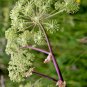 Water hemlock  poison hemlock, 100 seeds   FREESHIPPING #ABG12