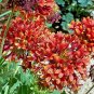 flowers seeds gaillarddia full double mixed large flowers,100 seeds  #ABG12