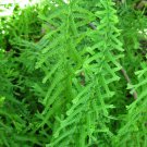 1000 seeds dre"s dagger fern uniqe,easy to grow #ABG12