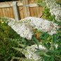 bush snow white buddleia fragrant flowers,200 seeds  #ABG12