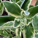 200 seeds, telephium erythrostictum variegated   #ABG12