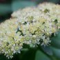 200 seeds, telephium erythrostictum variegated #ABG12