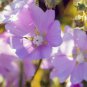 pink musk mallow pink flowers,100 seeds great for gardening #ABG12