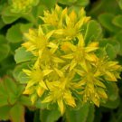sedum ellacombianum yellow flowers very hardy,210 seeds  #ABG12
