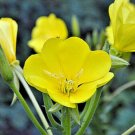 500 seeds evening primrose yellow flowers,great for your garden   #ABG12