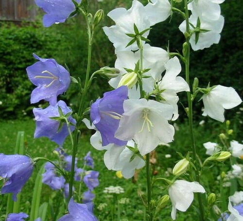 peach leaf bellflowers mix color,240 seeds easy to grow #ABG12