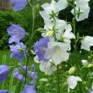 peach leaf bellflowers mix color,240 seeds easy to grow #ABG12