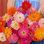 300 seeds giant cactus zinna mix color,rare perennial and easy to grow  #ABG13