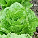 island cos lettuce,600 seeds  #ABG13