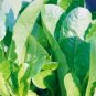 island cos lettuce,600 seeds  #ABG13