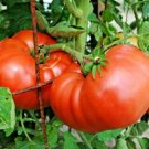150 seeds tomato American Heirloom Garden/Containers #ABG13