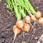 parisian round carrot seeds,400 seeds  #ABG13