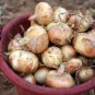 400 vidalia swet onion easy to grow #ABG13
