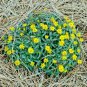 creeping zinna flowerws annual  Groundcover Hanging Basket Container,200 seeds  #ABG13