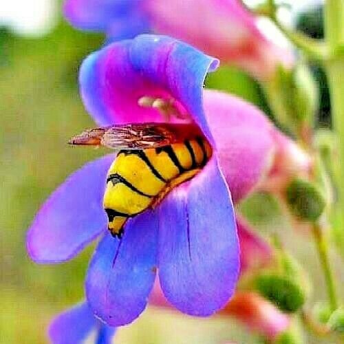 flowers seeds rocky mountain penstemon,400 seeds #ABG13