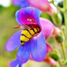 flowers seeds rocky mountain penstemon,400 seeds #ABG13