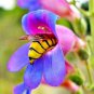 flowers seeds rocky mountain penstemon,400 seeds #ABG13