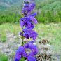 flowers seeds rocky mountain penstemon,400 seeds #ABG13