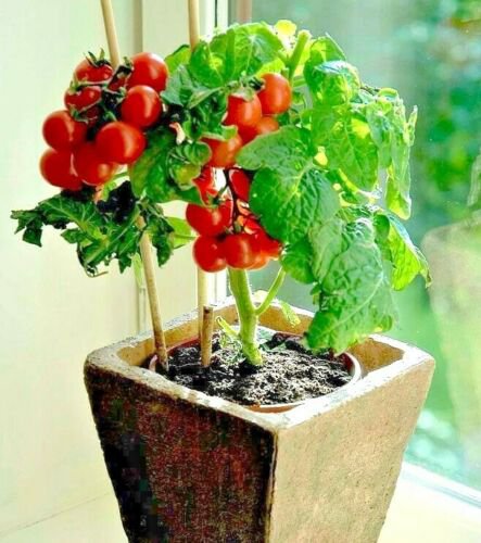 tiny tim  dwarf patio tomato,30 seeds   #ABG13