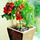 tiny tim  dwarf patio tomato,30 seeds   #ABG13