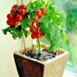 tiny tim  dwarf patio tomato,30 seeds   #ABG13