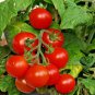 tiny tim  dwarf patio tomato,30 seeds   #ABG13