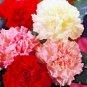 200 seeds chabaud mix flower seeds,easy to grow #ABG13