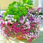 flowers seeds petunia mix color,2000 seeds  #ABG13