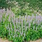 flowers seeds giant anise hyssop native widfower,100 seeds #ABG13