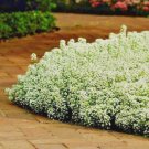 2000 dwarf sweet slyssym flower seeds,easy to grow  #ABG13