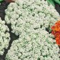 2000 dwarf sweet slyssym flower seeds,easy to grow  #ABG13