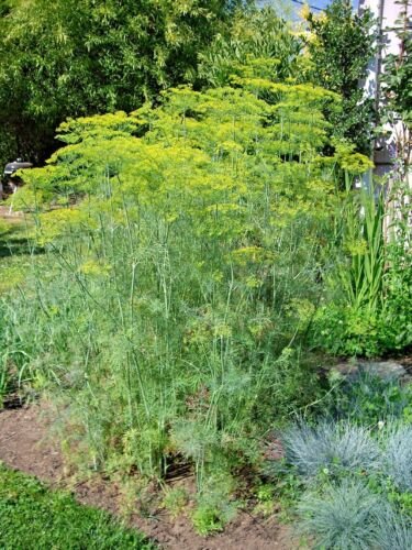 msmmoth long island dill flowers seeds,easy to grow #ABG13