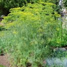msmmoth long island dill flowers seeds,easy to grow #ABG13
