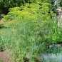 msmmoth long island dill flowers seeds,easy to grow #ABG13