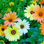 200 flowers seeds african daaisy mix color  Tolerant Annual    #ABG13