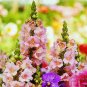 200 flowers seeds tall snapdragon northern light mix collor #ABG13