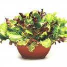 600 seeds gourmet salad mix greens,easy to grow  #ABG13
