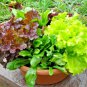 600 seeds gourmet salad mix greens,easy to grow  #ABG13