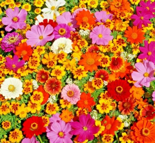 2000 all annual full sun wildflowers mix collor,great for gardening #ABG13
