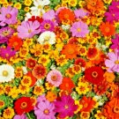 2000 all annual full sun wildflowers mix collor,great for gardening #ABG13