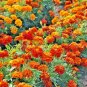 flowers seeds sparky mix dwarf french marigold,500 seeds #ABG13