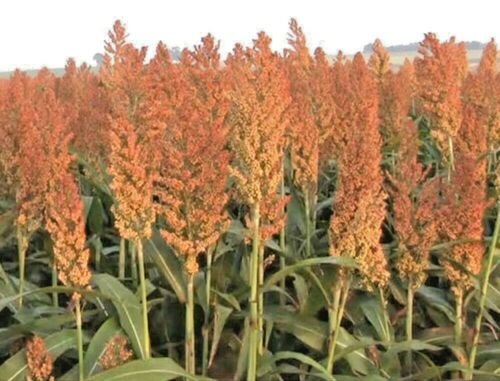 100 flowers seedss rex orange sweet  sorghum,great for your garden #ABG13