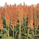 100 flowers seedss rex orange sweet  sorghum,great for your garden #ABG13